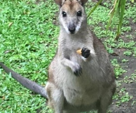 Bluewater Bed & Breakfast Cairns