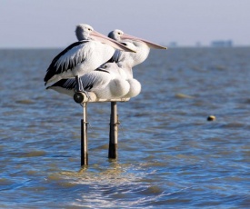 Pelican Perch Retreat