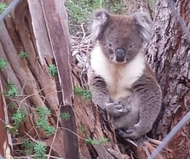 Stringybark Hills Retreat