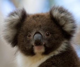 Bimbi Park - Camping Under Koalas