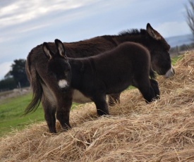 Malakai Farm Stay